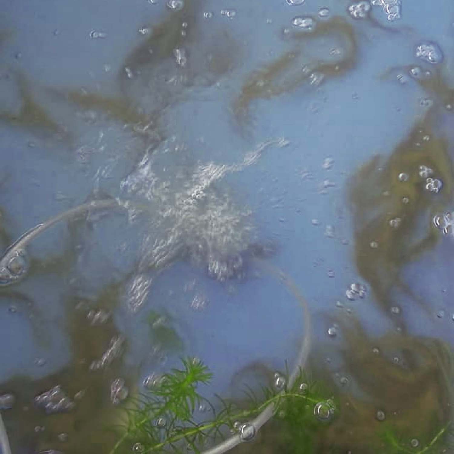 どじょう蒲焼き シシクアドクライス株式会社 みずの鼓動事業部